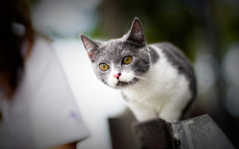 white gray cat, cute animals, cats, pets, green eyes, Munchkin cat, HD wallpaper