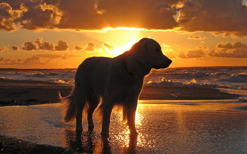 Sunset, pretty, sun, adorable, clouds, sweet, beach, beauty, face, reflection, dog, lovely, ocean, waves, sky, cute, paws, rays, dogs, bonito, sea animal, dog face, sand, puppy, animals, view, sunlight, shadow, peaceful, summer, nature, HD wallpaper