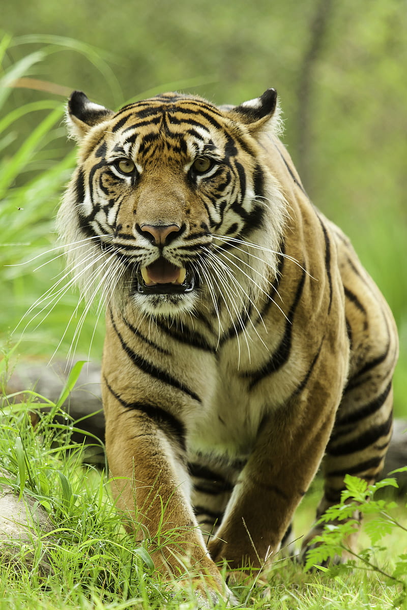 tiger, glance, predator, grass, big cat, HD phone wallpaper