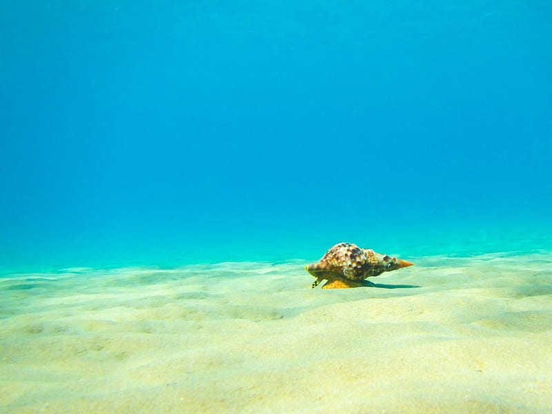 Triton Mollusk on Sandy Seabed, Sand, Oceans, Seashells, Underwater, Nature, HD wallpaper