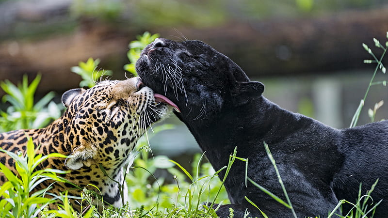 leopard, panther, lick, animals, wildlife, HD wallpaper