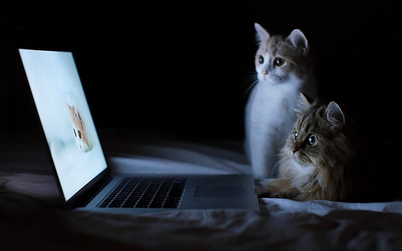 Cats watching the screen, computer, two, cats, screen, HD wallpaper