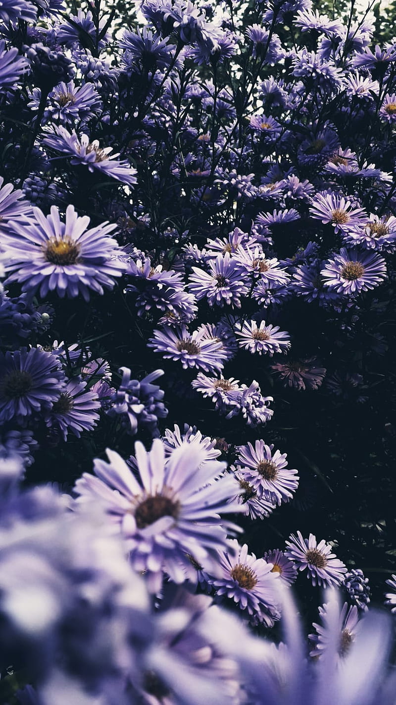 Purple Daisy Wallpaper