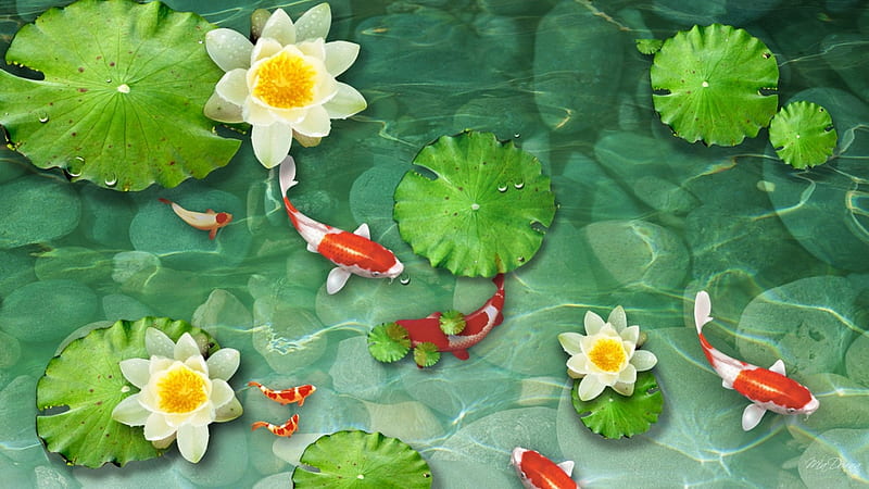 Koi Pond, pond, water, fish, lily pads, water lily, garden, koi, pool, HD wallpaper