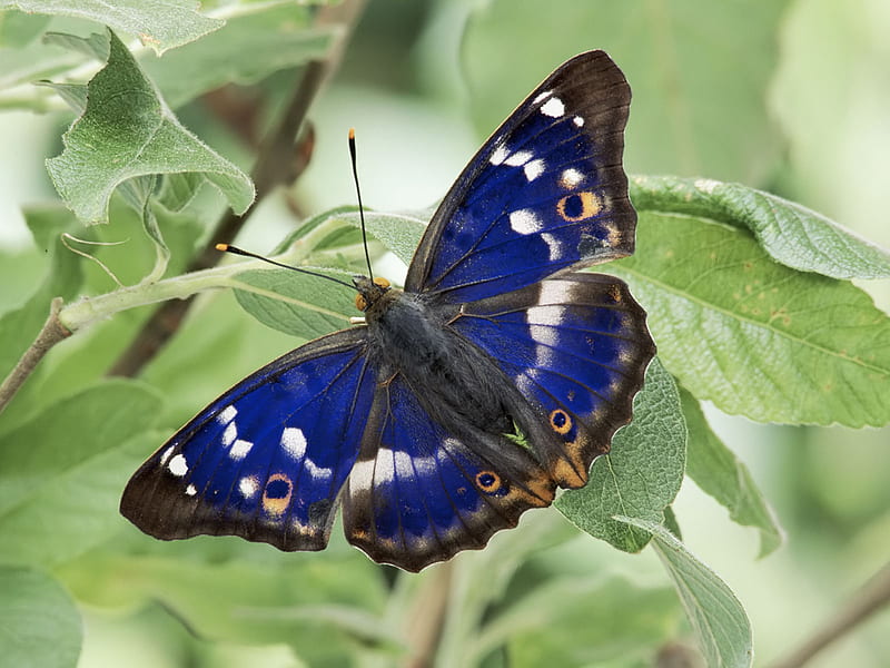 Blue Diamond, butterfly, insect, cyrestinae, animals, blue, HD ...