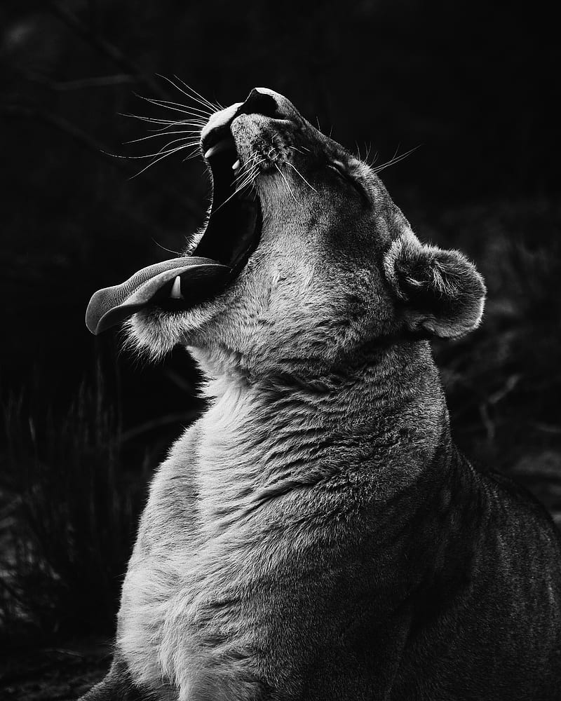 Lion Yawn, amazing, bonito, HD phone wallpaper