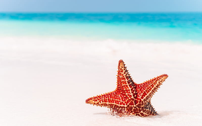 red starfish, beach, sea, sand, summer travel, starfish in the sand, HD wallpaper