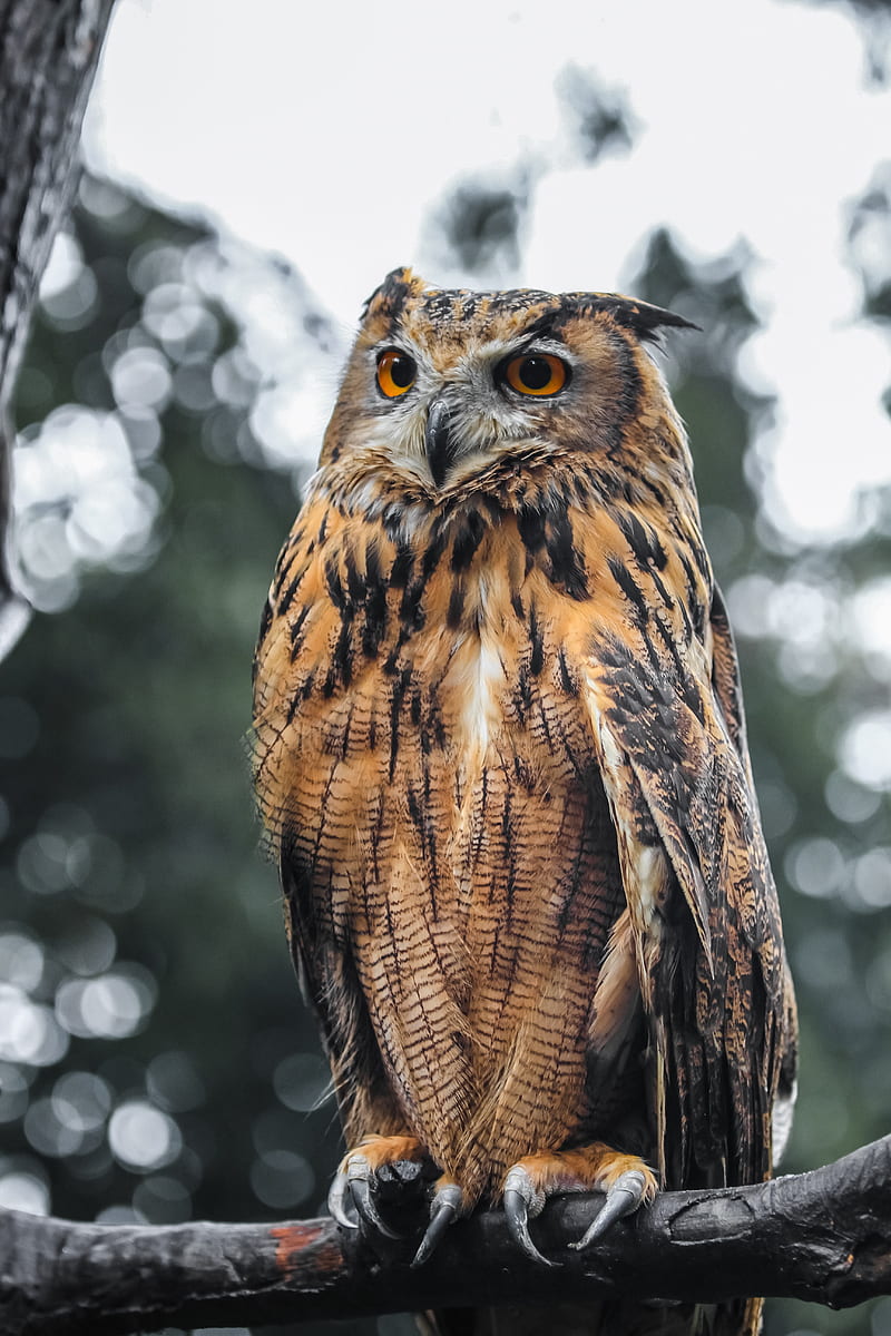 eagle owl, bird, brown, wildlife, HD phone wallpaper