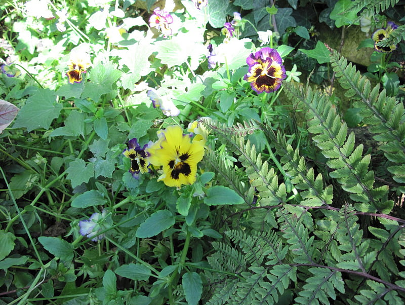 A perfect day at Edmonton garden 40, graphy, green, yellow, garden, Pansy, Flowers, HD wallpaper
