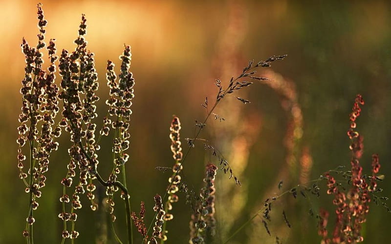 Swedish summer II., fall, Sweden, autumn, grass, graphy close-up, Nordic, North abstract, macro, Swedish, summer, nature, meadow, field, HD wallpaper