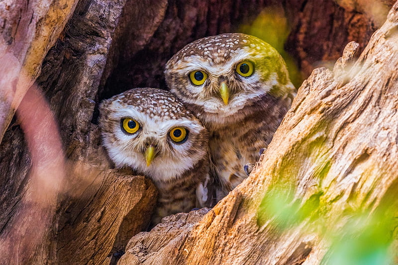 Owls, cute, owl, bufnita, bird, nest, pasare, couple, HD wallpaper