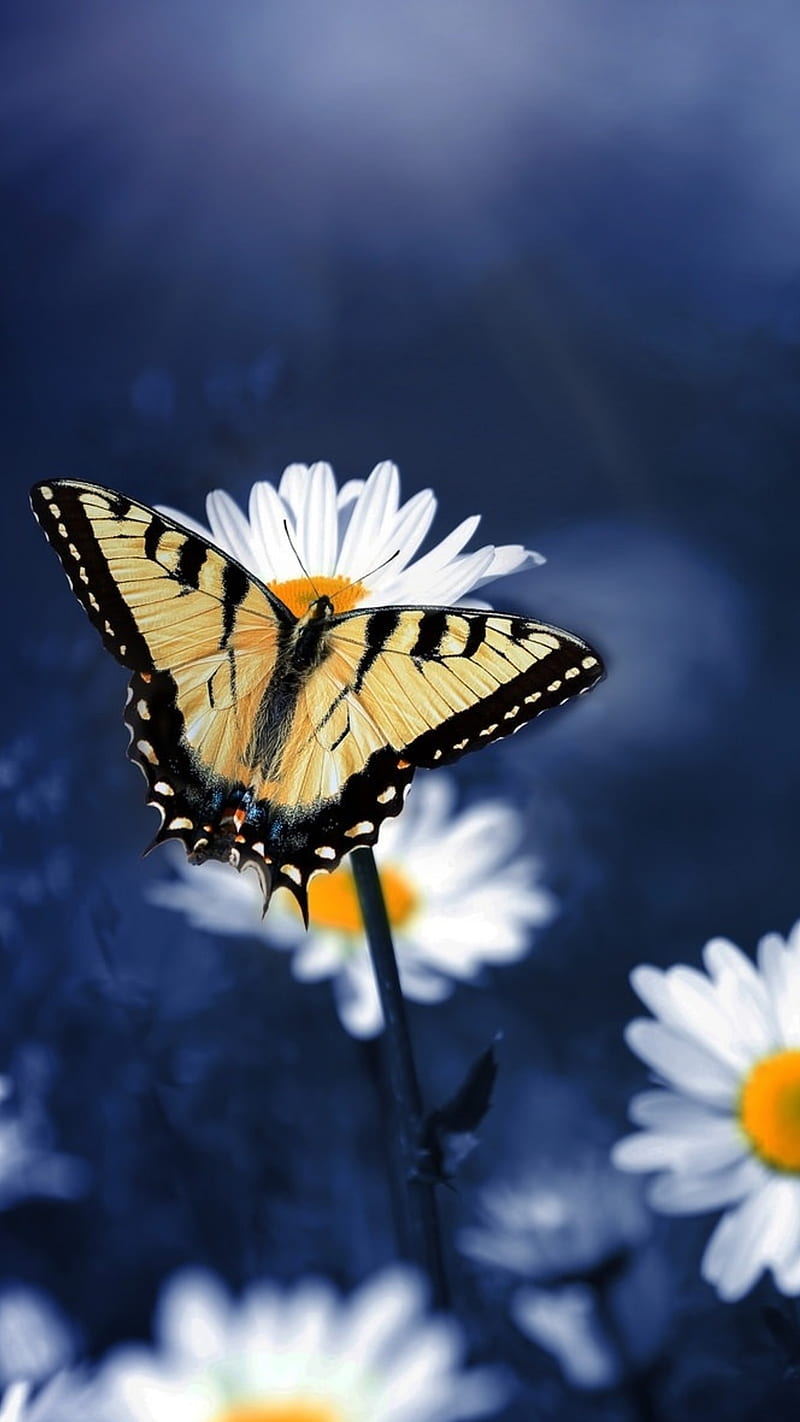 Butterfly on flower , white flower, blur, HD phone wallpaper