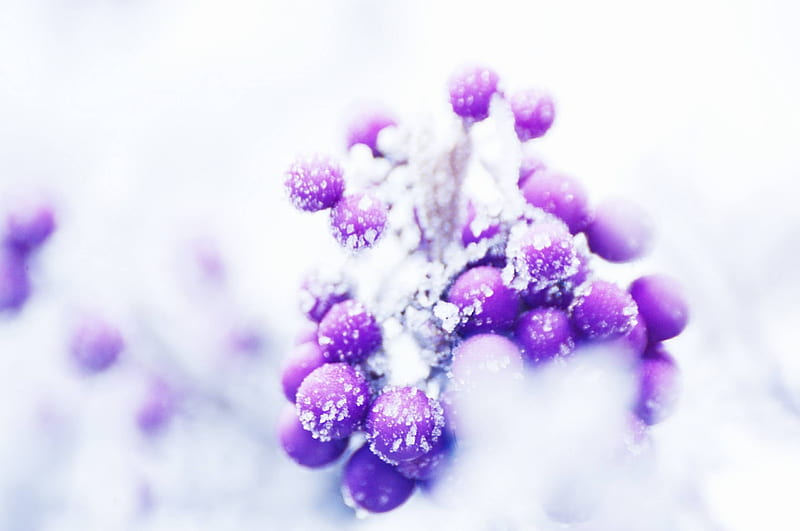 Fresh Snow On Purple Plants, HD wallpaper