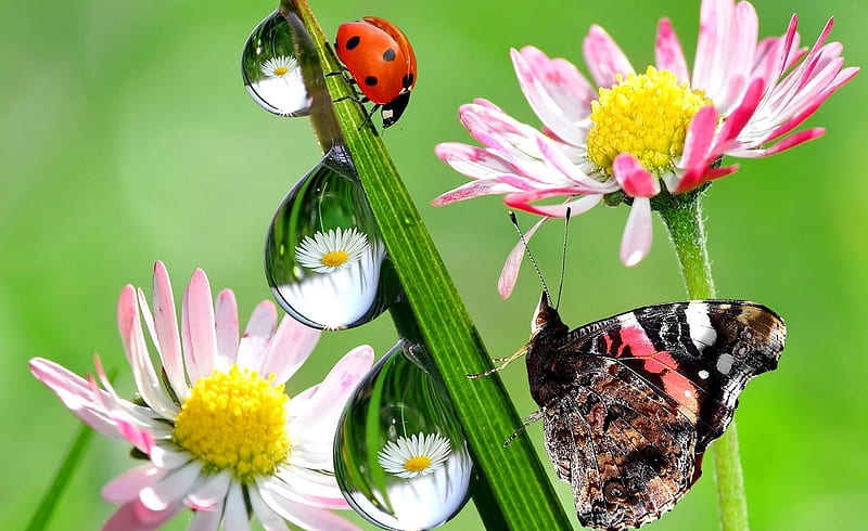 Spring freshness, pretty, grass, background, bonito, drops, spring, freshness, ladybird, daisies, butterfly, reflection, HD wallpaper