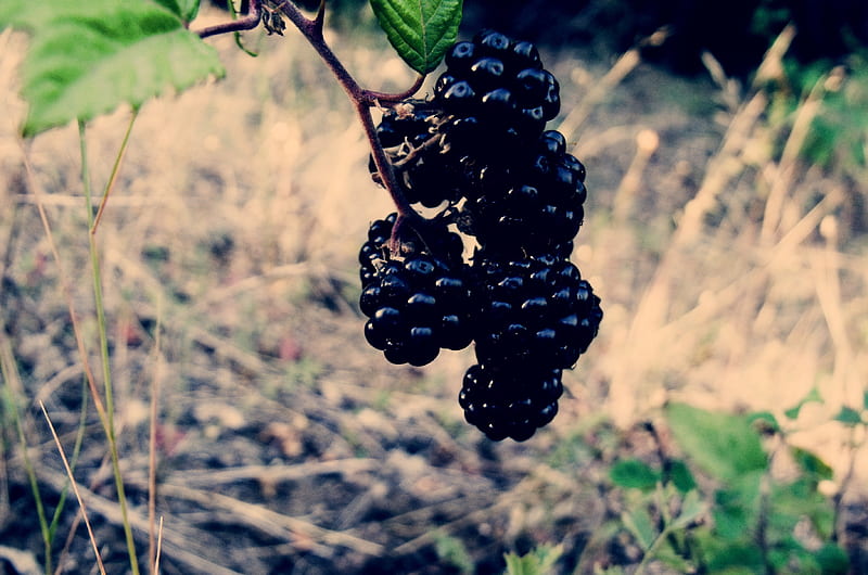 BlackBerry, fruit, food, plant, HD wallpaper