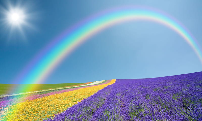 Rainbow Across a Lavender Field, field, purple, Colorful, bonito, Lavender, rainbow, sky, Nature, HD wallpaper