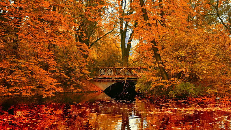 Autumn bridge, fall, autumn, bonito, foliage, leaves, calm, bridge ...