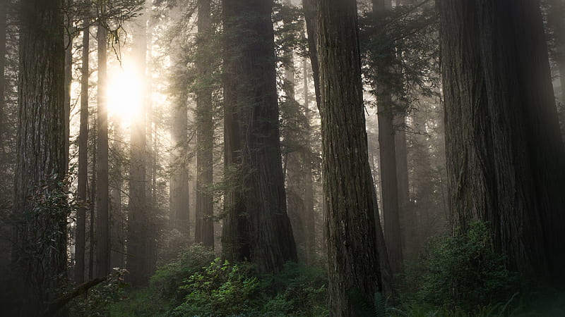 Forest Trees With Fog And Sunlight Nature, HD wallpaper | Peakpx