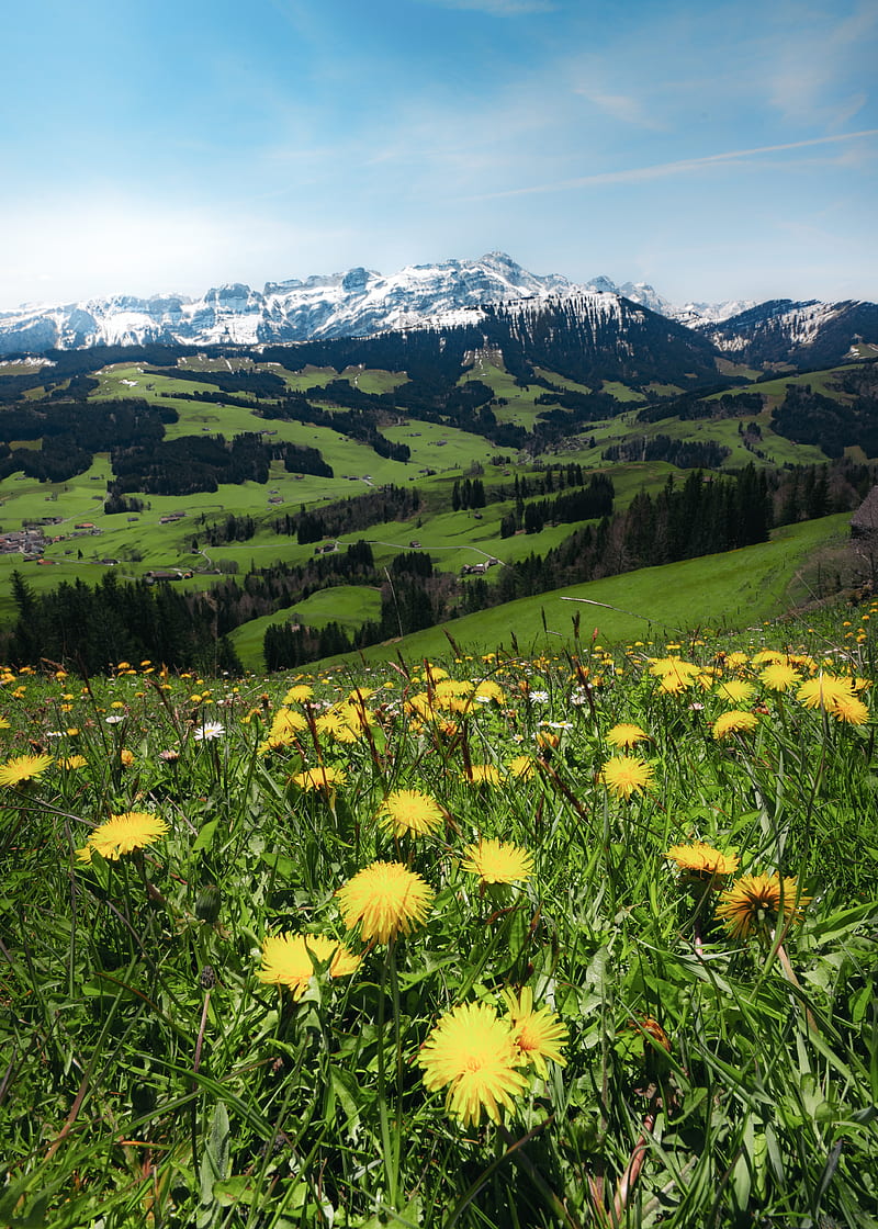 mountains, valley, meadow, grass, flowers, landscape, summer, HD phone wallpaper