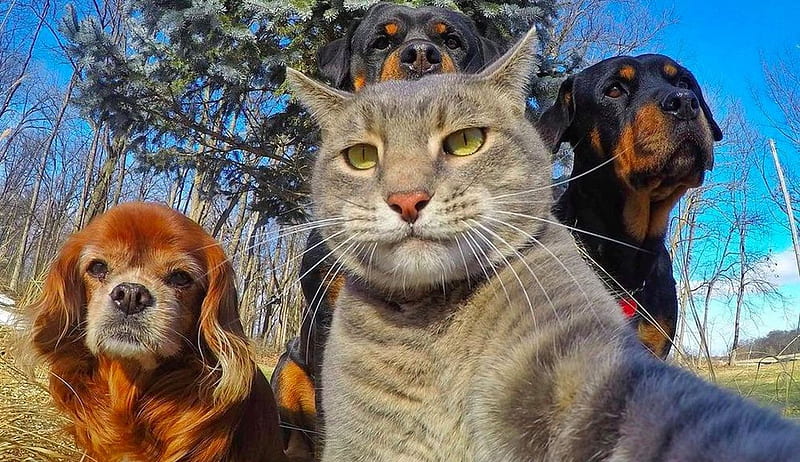 Metáfora mensaje inyectar Selfie-time., selfie, primavera, gato, perros, amigos, Fondo de pantalla HD  | Peakpx