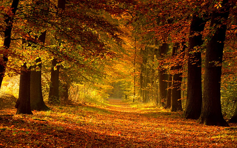 Autumn Path, fall, autumn, carpet carpet of leaves, woods, autumn ...