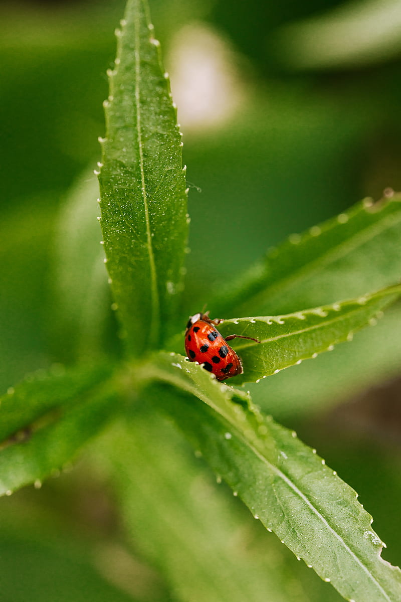 Red and Black Ladybug on Green Leaf in Close Up graphy, HD phone wallpaper
