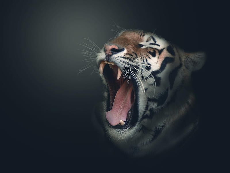 tiger, art, 3d, head, animal, HD wallpaper