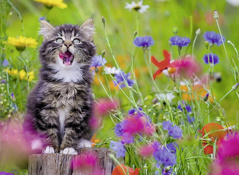 Kitty in Summer, cornflowers, poppies, flowers, blossoms, cat, kitten, meadow, HD wallpaper