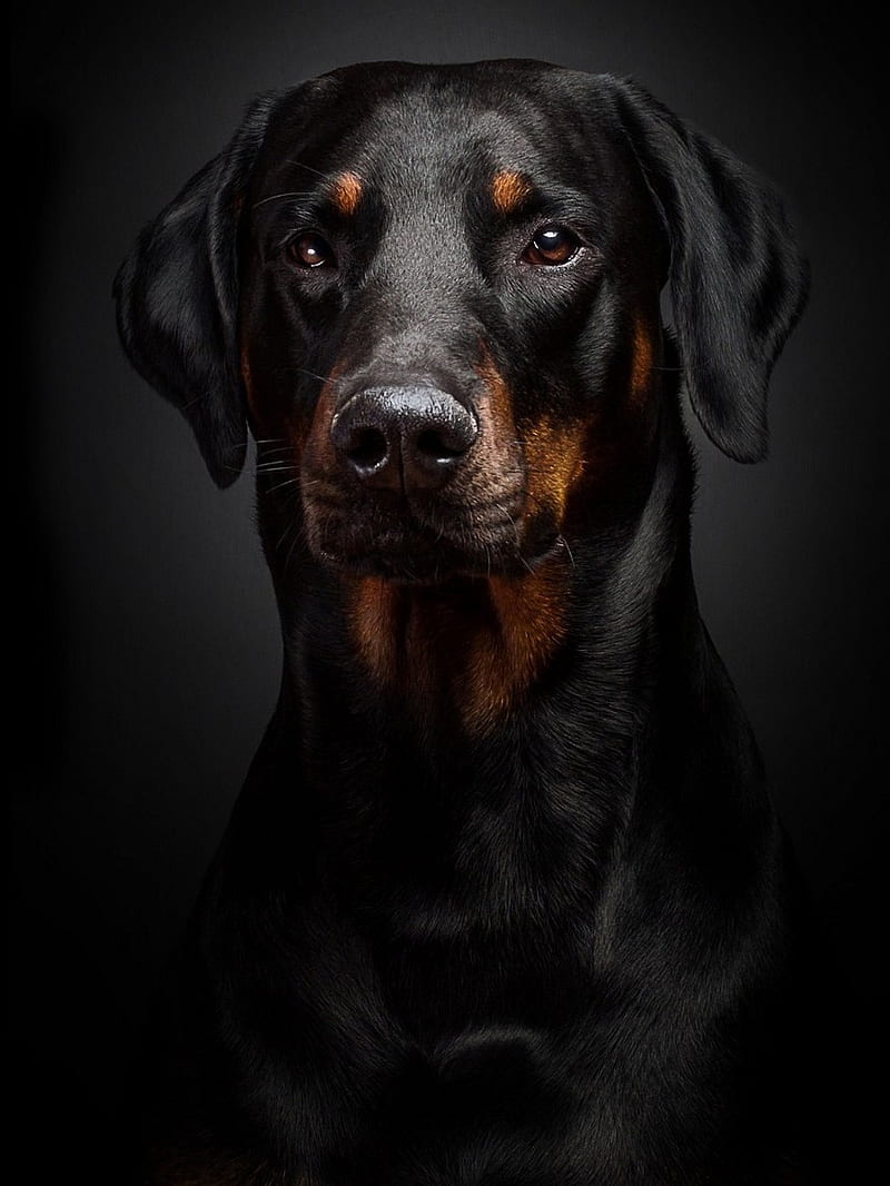 Black Dog, background, doberman, dogs, dog, HD phone wallpaper