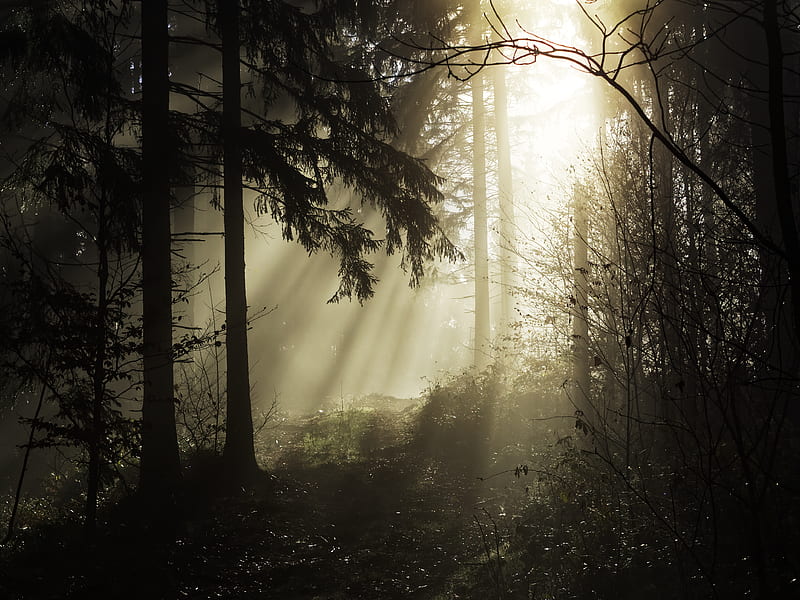 forest, rays, trees, HD wallpaper
