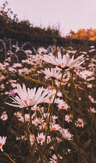 Flowers, beauty, daisies, daisy, flower, grainy, nature, outside ...
