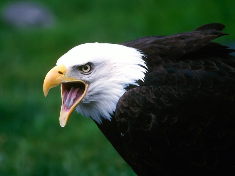 águila gritando, águila, gritando, pájaro, verde, Fondo de pantalla HD |  Peakpx