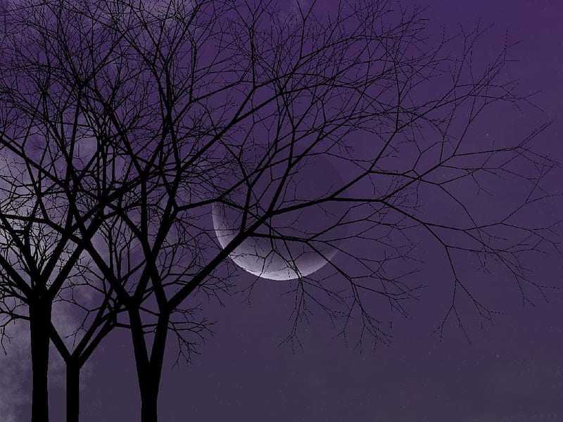 MOON ABOVE, tree, moon, purple, clouds, sky, HD wallpaper | Peakpx