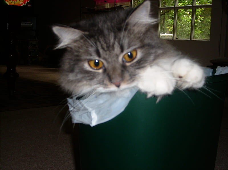 Trash Cat, trash can, gray and white, cat, plastic bag, HD wallpaper