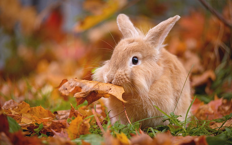 brown rabbit, myole animals, autumn, dry leaf, pets, HD wallpaper