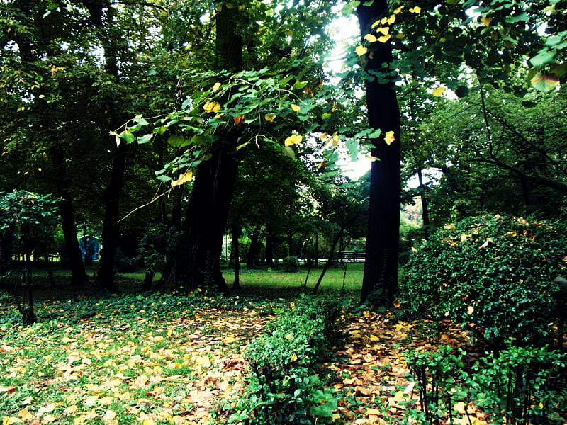 Carol Park, Bucharest, leaves, grass, romania, nature, park, carol park, trees, bucharest, HD wallpaper