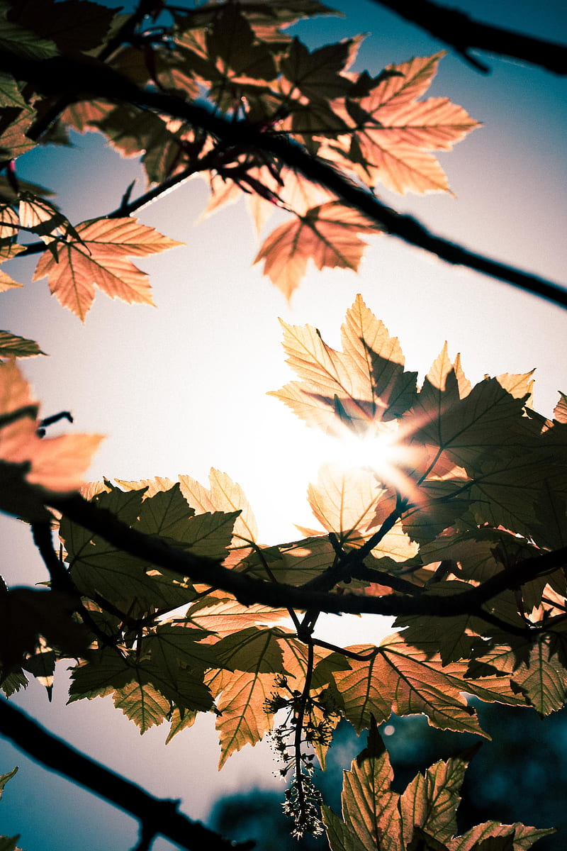 leaves, branches, sun, sunshine, light, HD phone wallpaper