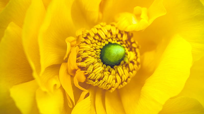 Anemone, texture, macro, green, flower, yellow, skin, HD wallpaper