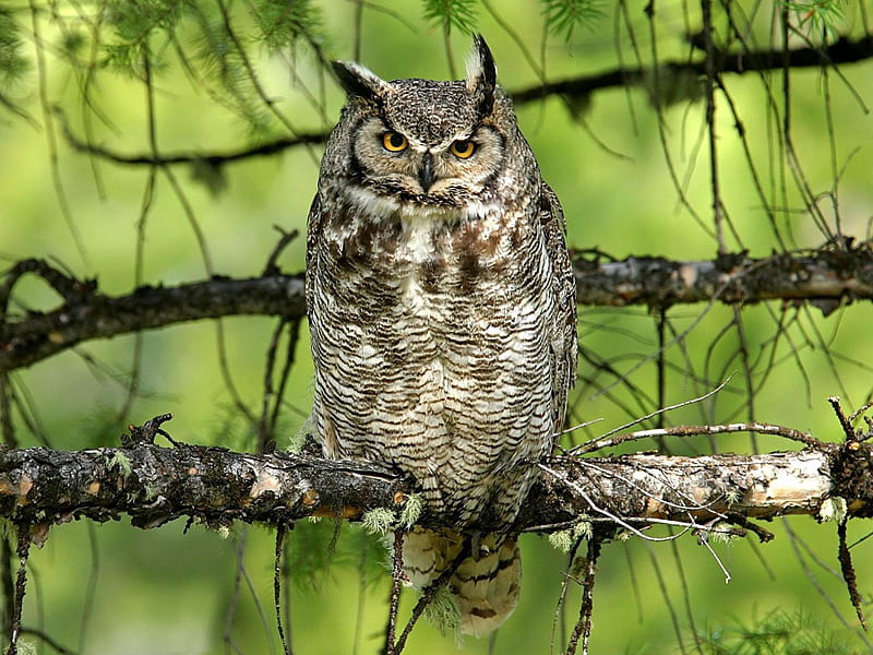 *** Owl on a tree branch ***, zwierzeta, szara, sowa, ptaki, HD wallpaper