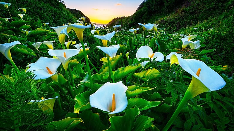 Calla Lily Grove, Big Sur Coast, bay, beautiful, flowers, calla, sunrise, sunset, Pacific, coast, wildflowers, summer, ocean, HD wallpaper