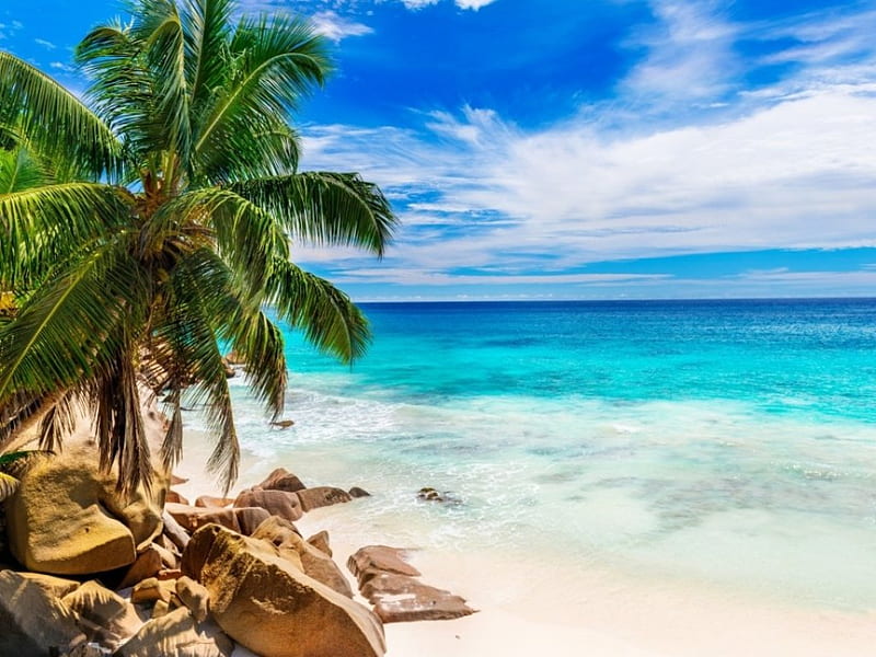 Summer, beach, shore, sand, paradise, tropical, sea, palms, HD ...