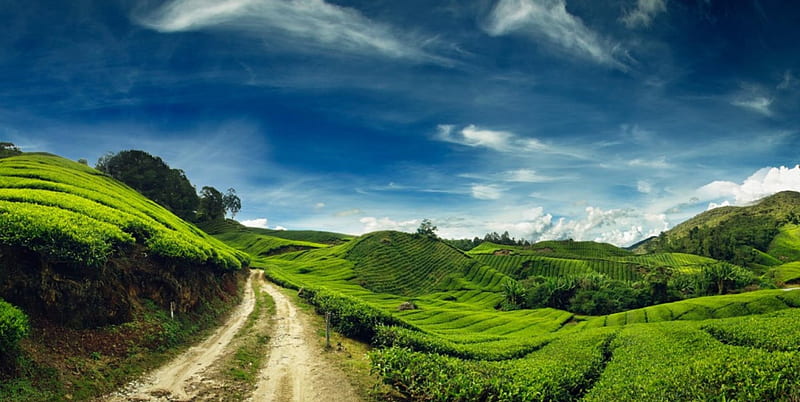 Beautiful Green Hills, green landscape, Malaysia, tea plantation, beautiful field, country road, white clouds, blue sky, HD wallpaper