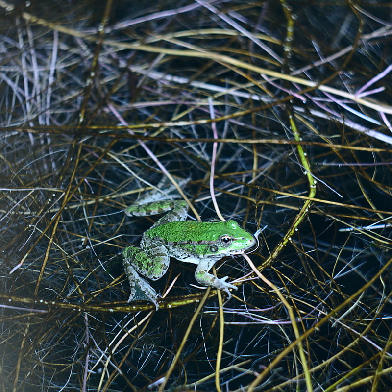 frog, green, water, grass, HD phone wallpaper
