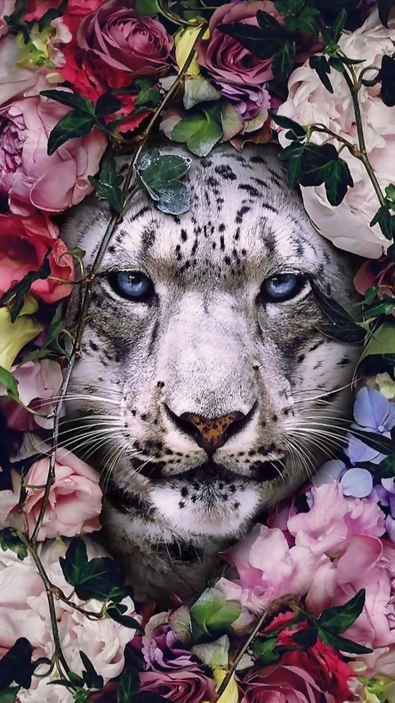 White leopard, animal, blue eyes, face, flowers, leopards, roses, white leooard, wild, HD phone wallpaper