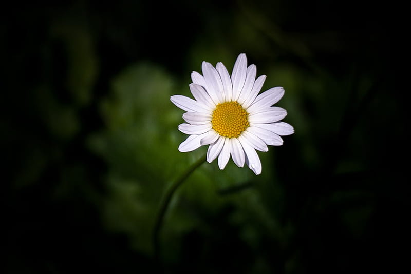 Daisy, bloom, grass, soft, fragile, macro, flower, nature, petals, white, meadow, HD wallpaper