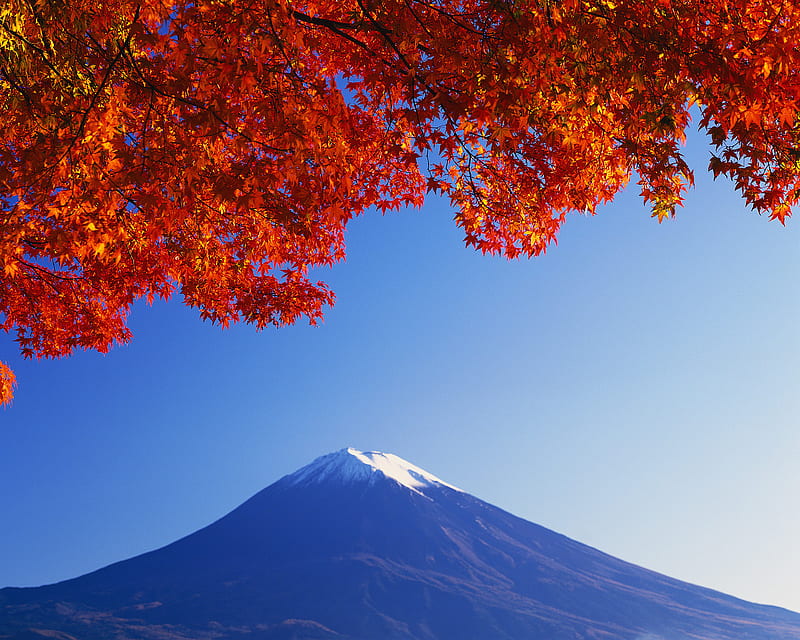 Maple Tree & Fuji-san, red, tree, japan, summit, maple tree, sky, fuji, blue, HD wallpaper