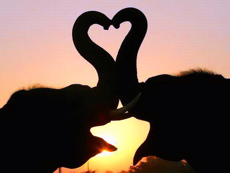BIG love, heart shape, elephants, affection, sunset, trunks, pair, HD wallpaper
