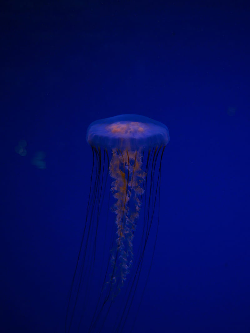 jellyfish, tentacles, creature, blue, underwater, HD phone wallpaper