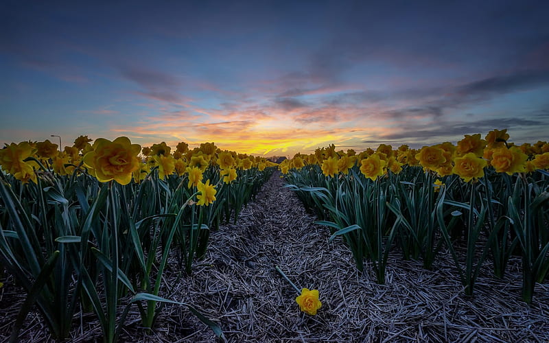 yellow daffodils, evening, sunset, flower field, Holland, field flowers, daffodils, HD wallpaper