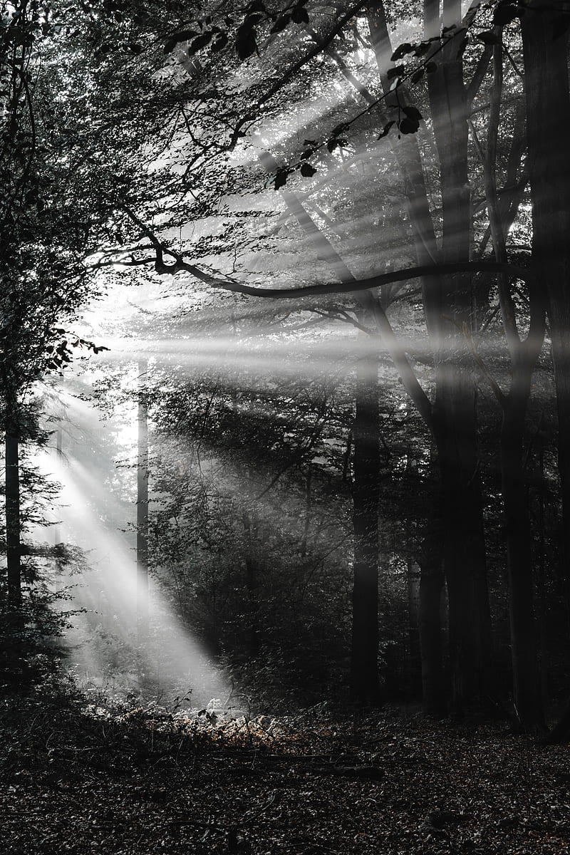 forest, rays, bw, HD phone wallpaper